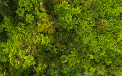 Direct Mail and the Environment: Green Practices for Sustainable Marketing